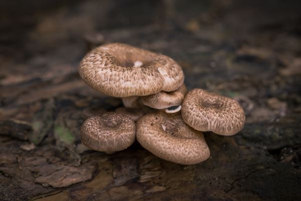 环卫绿化(物赢博体育业绿化岗亭职责范本)